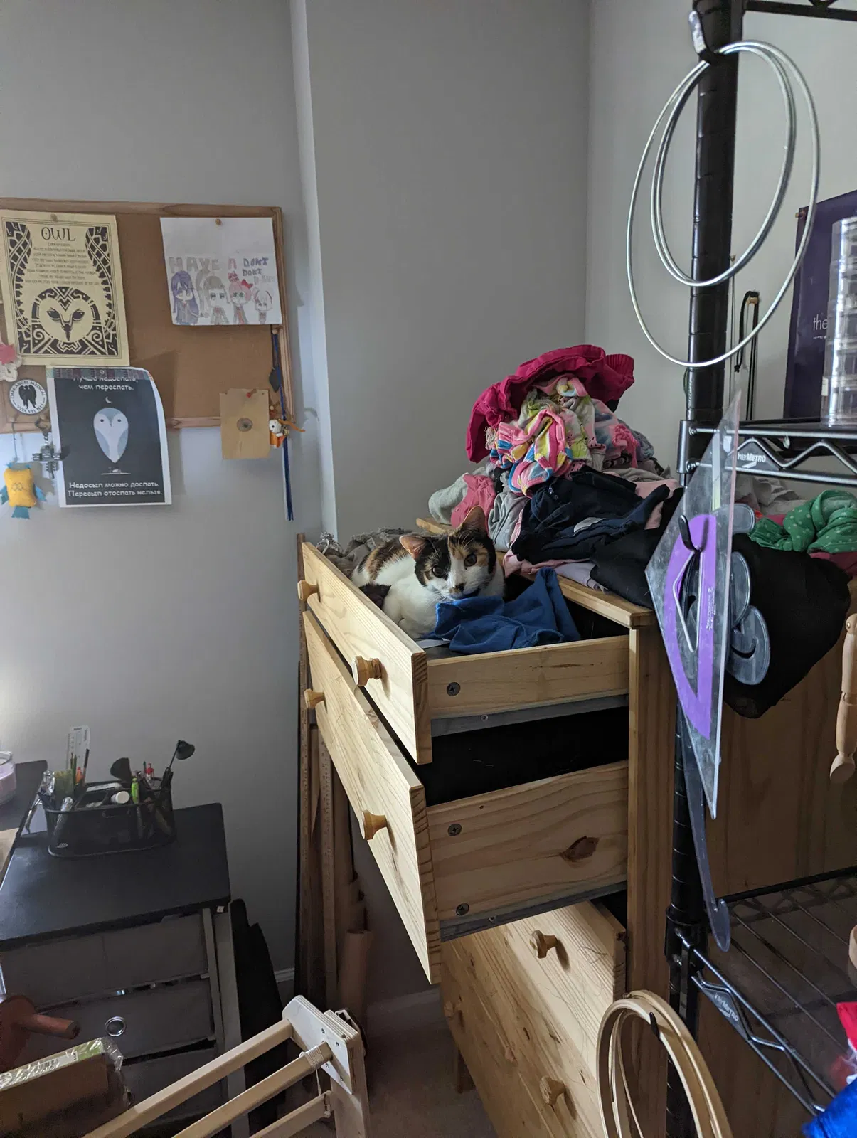 Lost cat in Midlothian, VA, 23112