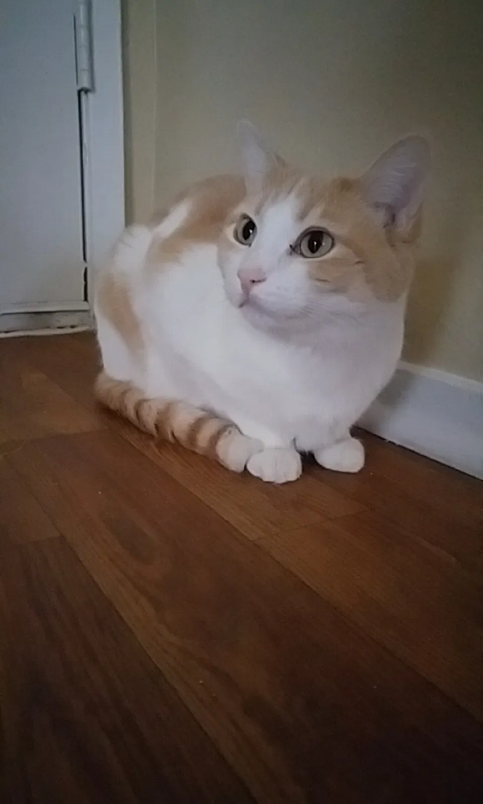 Lost cat in Las Vegas, NV, 89139