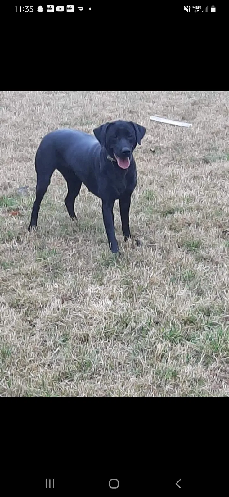Lost dog in Fort Worth, TX, 76137
