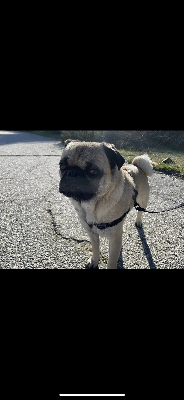 Lost dog in Pacoima, CA, 91331