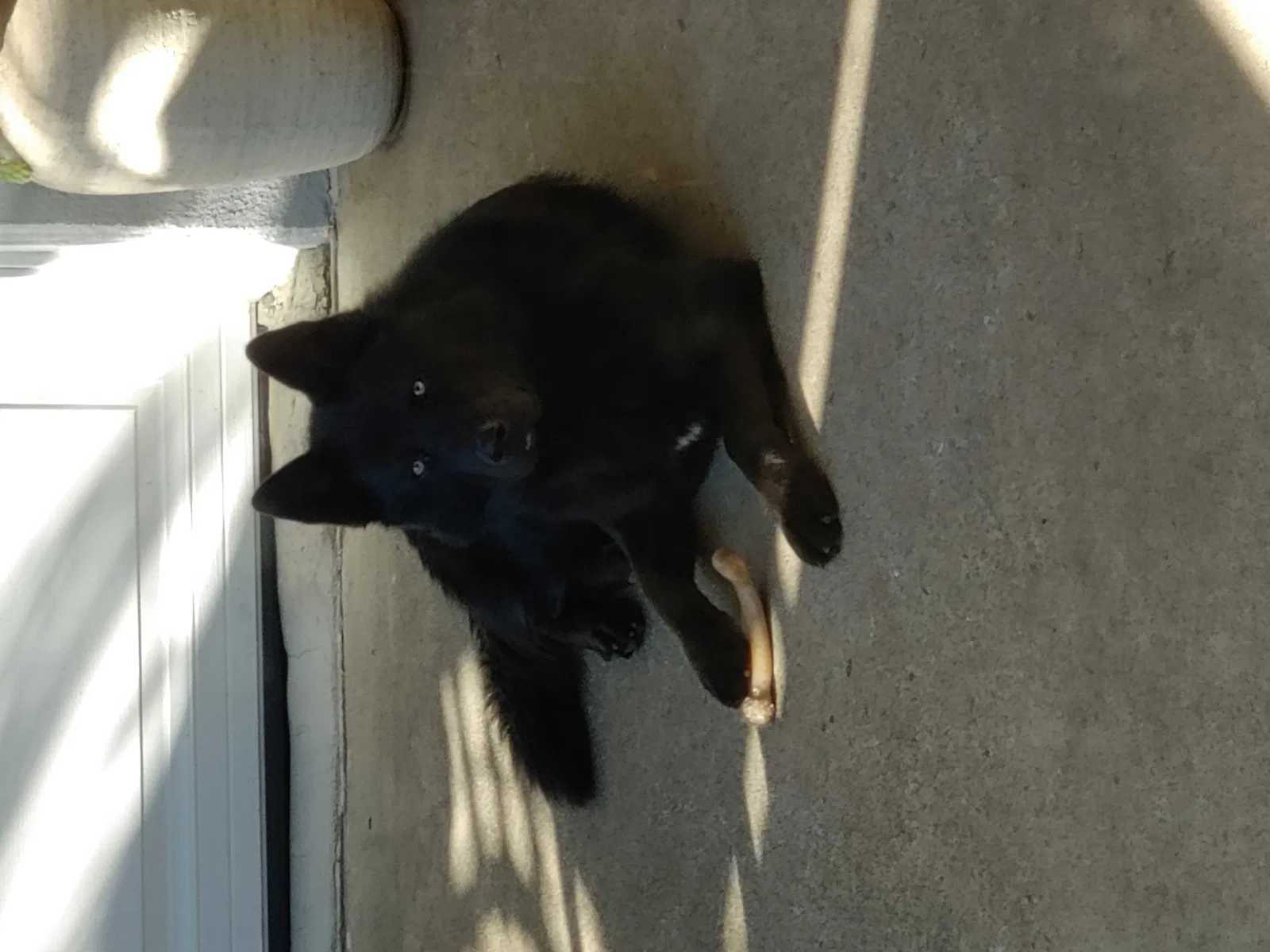 Lost dog in Sanger, CA, 93657