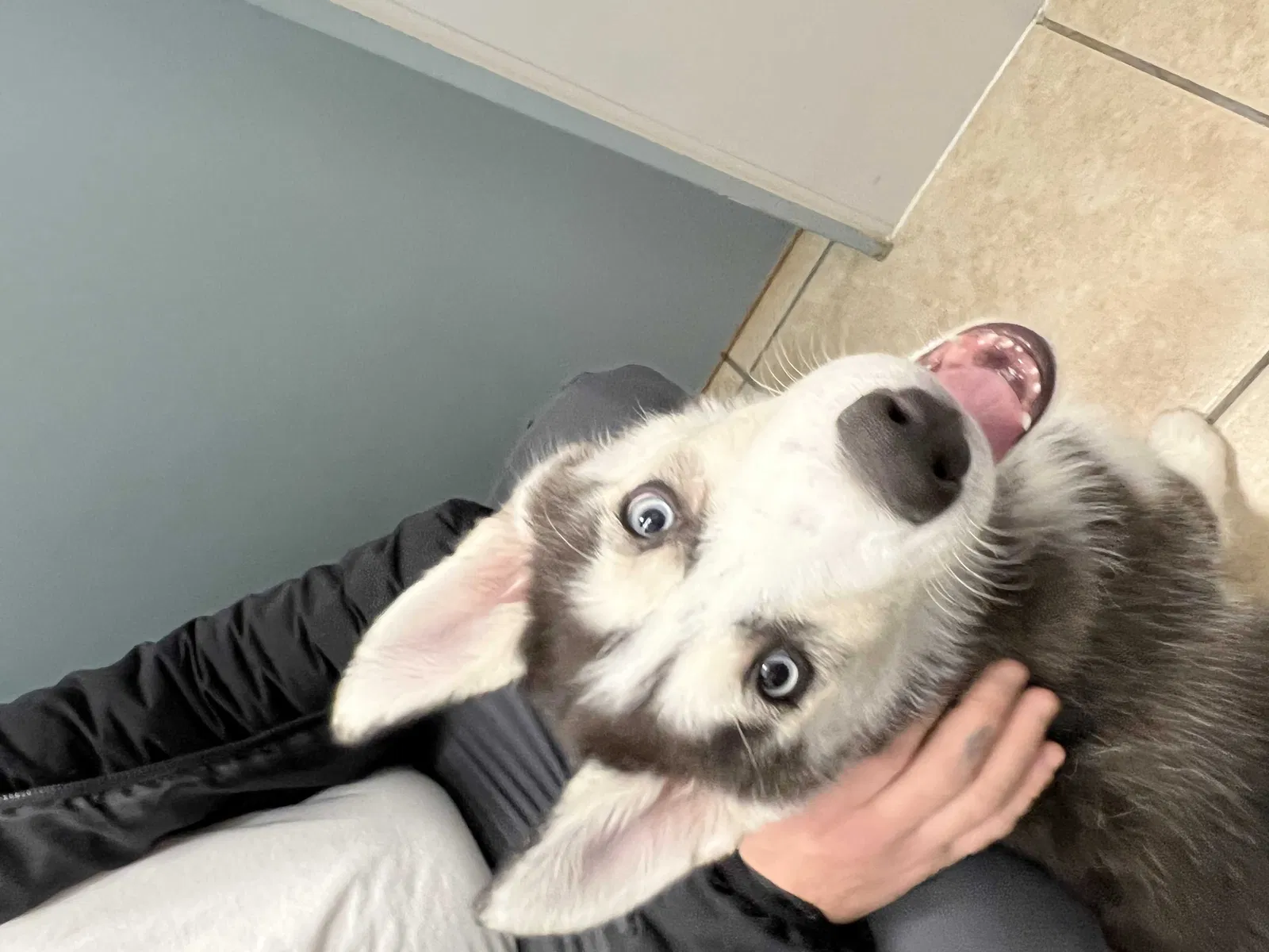 Lost dog in Colorado Springs, CO, 80922