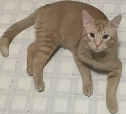 Lost cat in Anchorage, AK, 99517