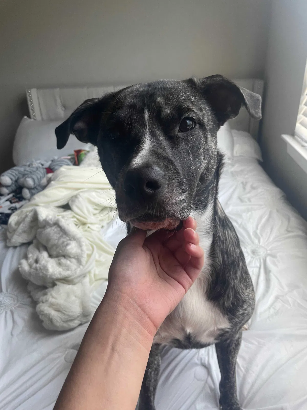 Lost dog in Katy, TX, 77449