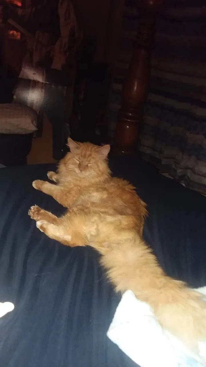 Lost cat in Terre Haute, IN, 47803