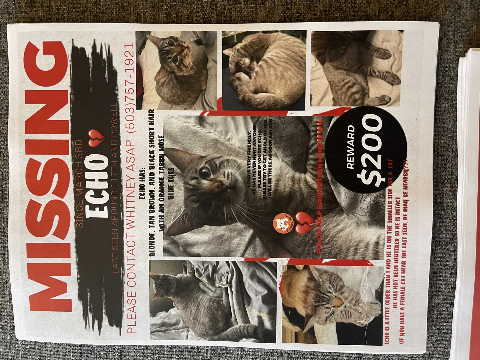 Lost cat in Portland, OR, 97266