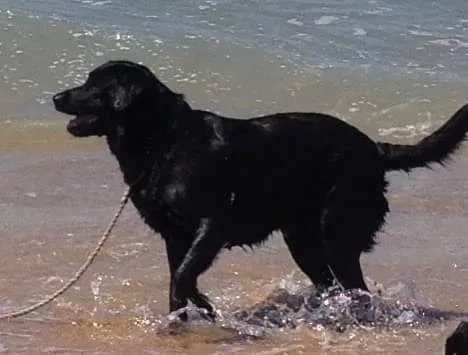 Lost dog in Truckee, CA, 96162