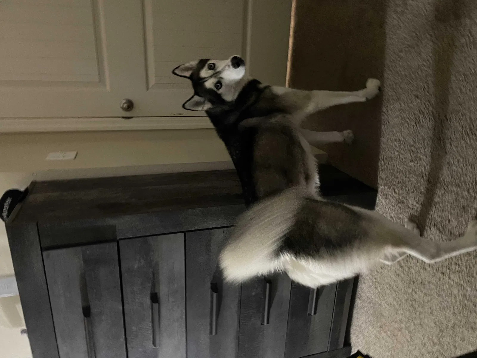 Lost dog in Kissimmee, FL, 34747