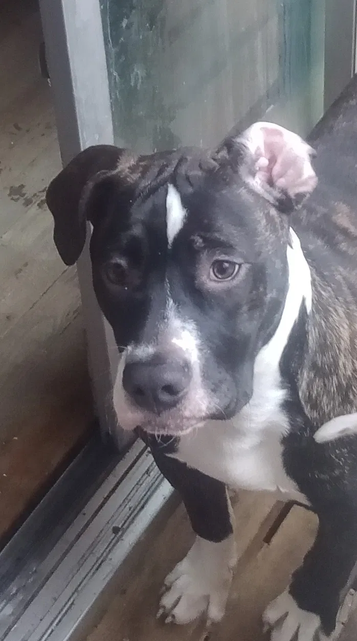 Lost dog in Lancaster, OH, 43130