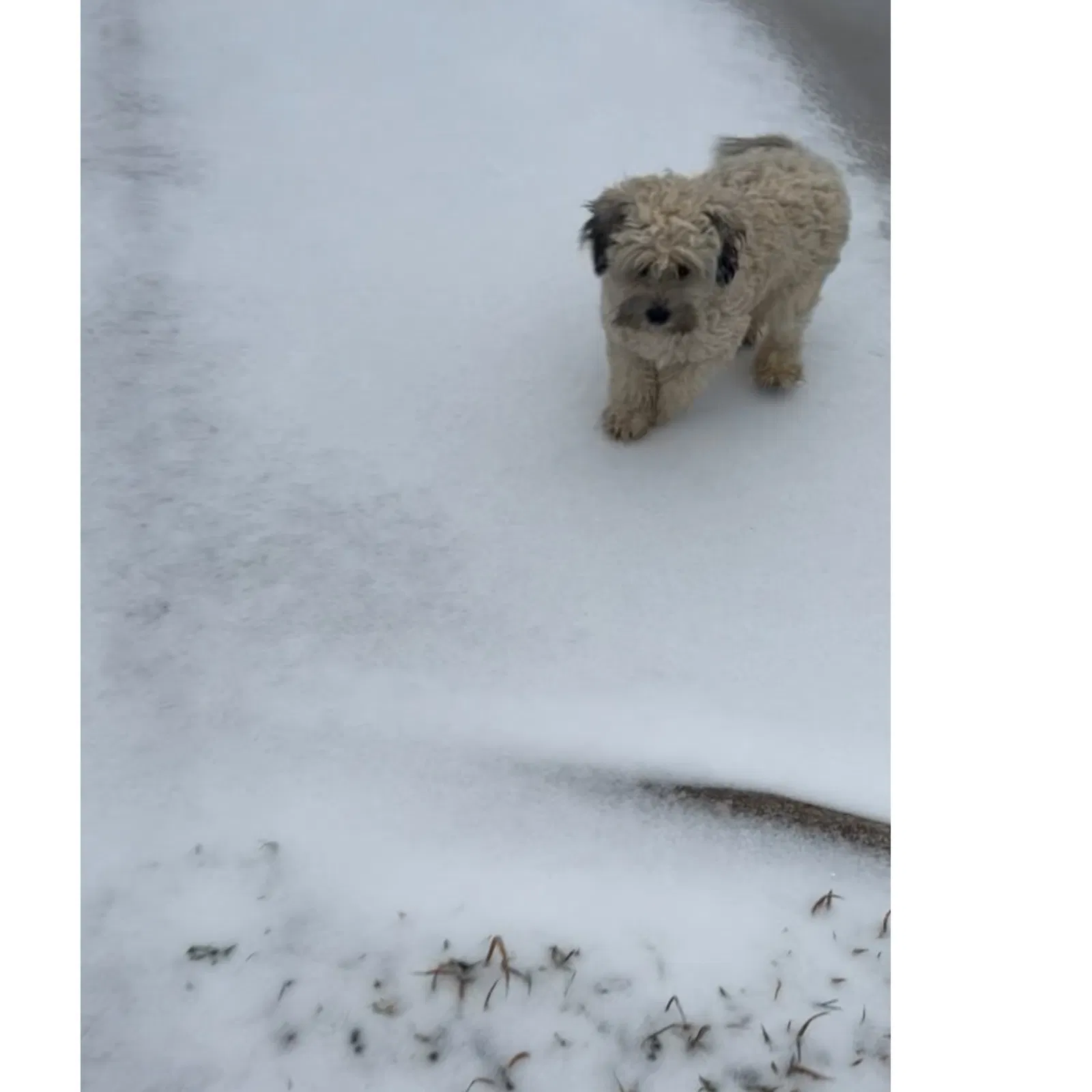 Lost dog in Grand Prairie, TX, 75052
