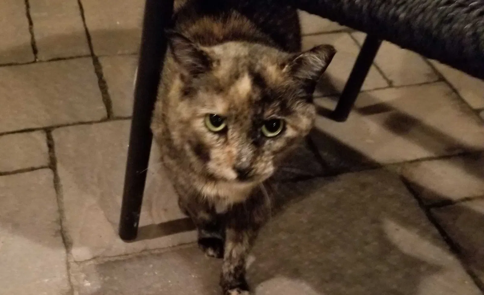 Lost cat in Kenner, LA, 70065