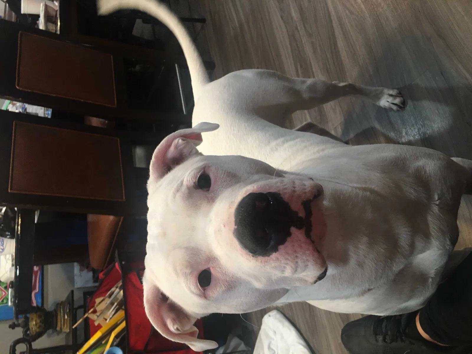 Lost dog in San Antonio, TX, 78221