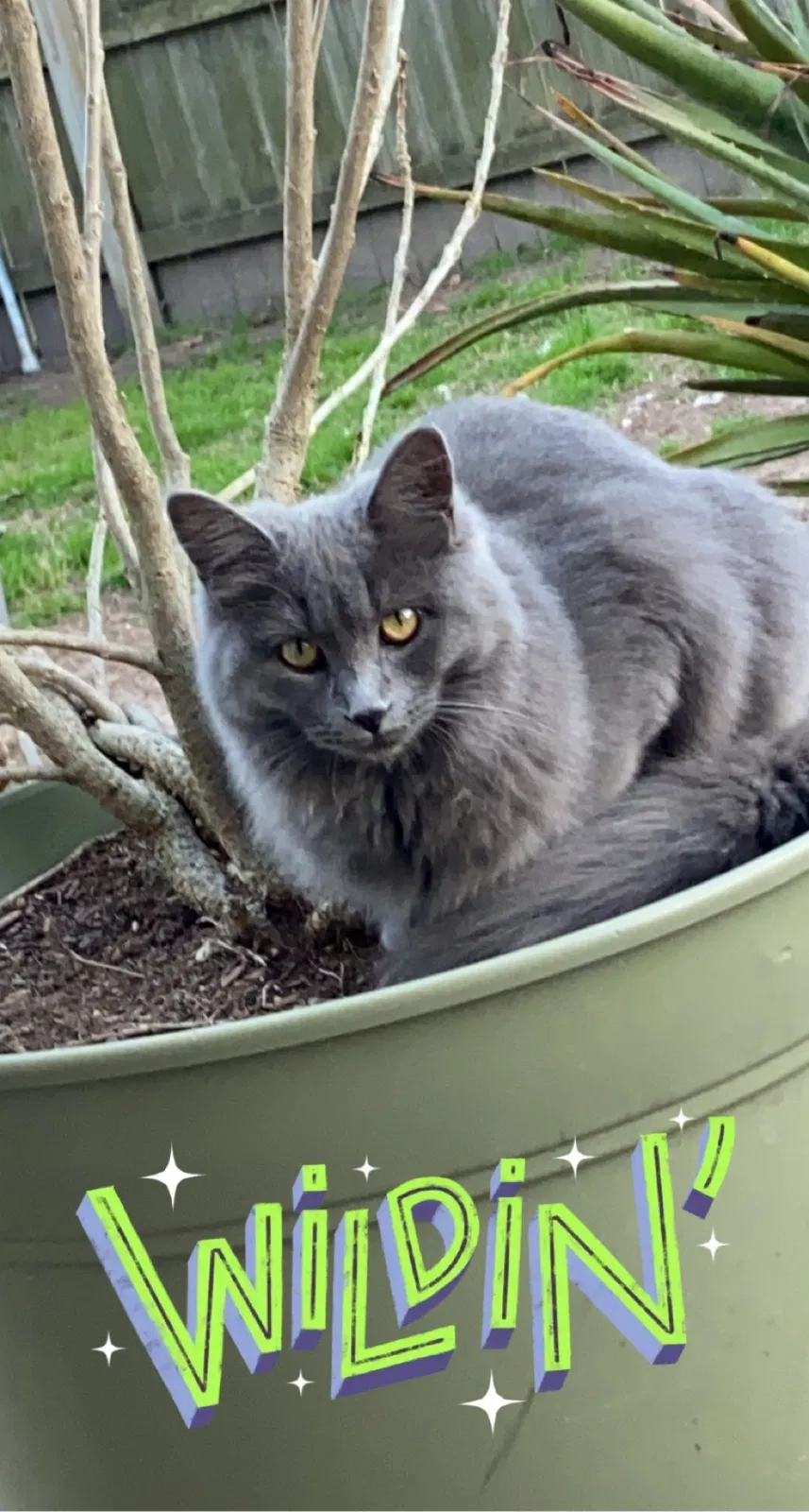Lost cat in Cypress, TX, 77429
