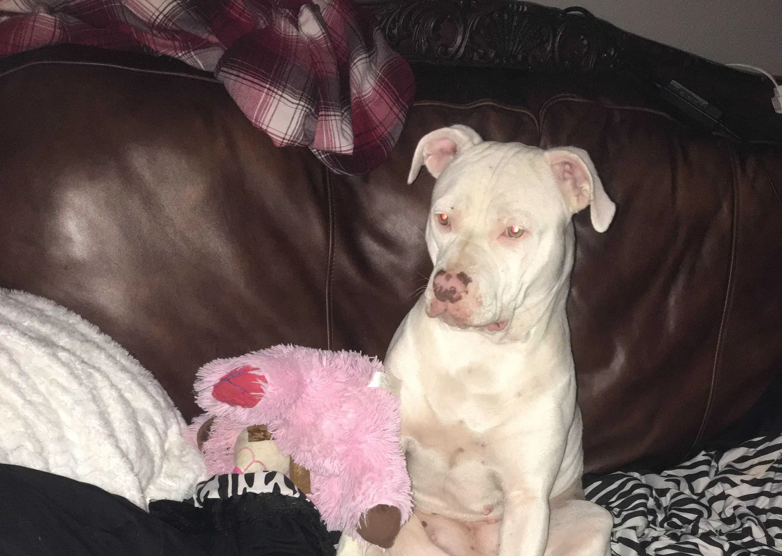 Lost dog in San Antonio, TX, 78221