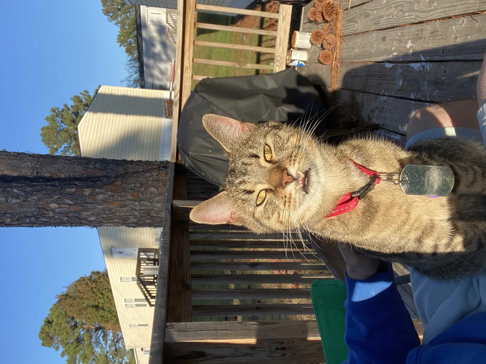 Lost cat in Addison, TX, 75001