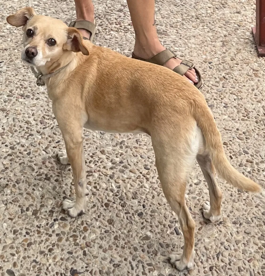 Lost dog in San Antonio, TX, 78210