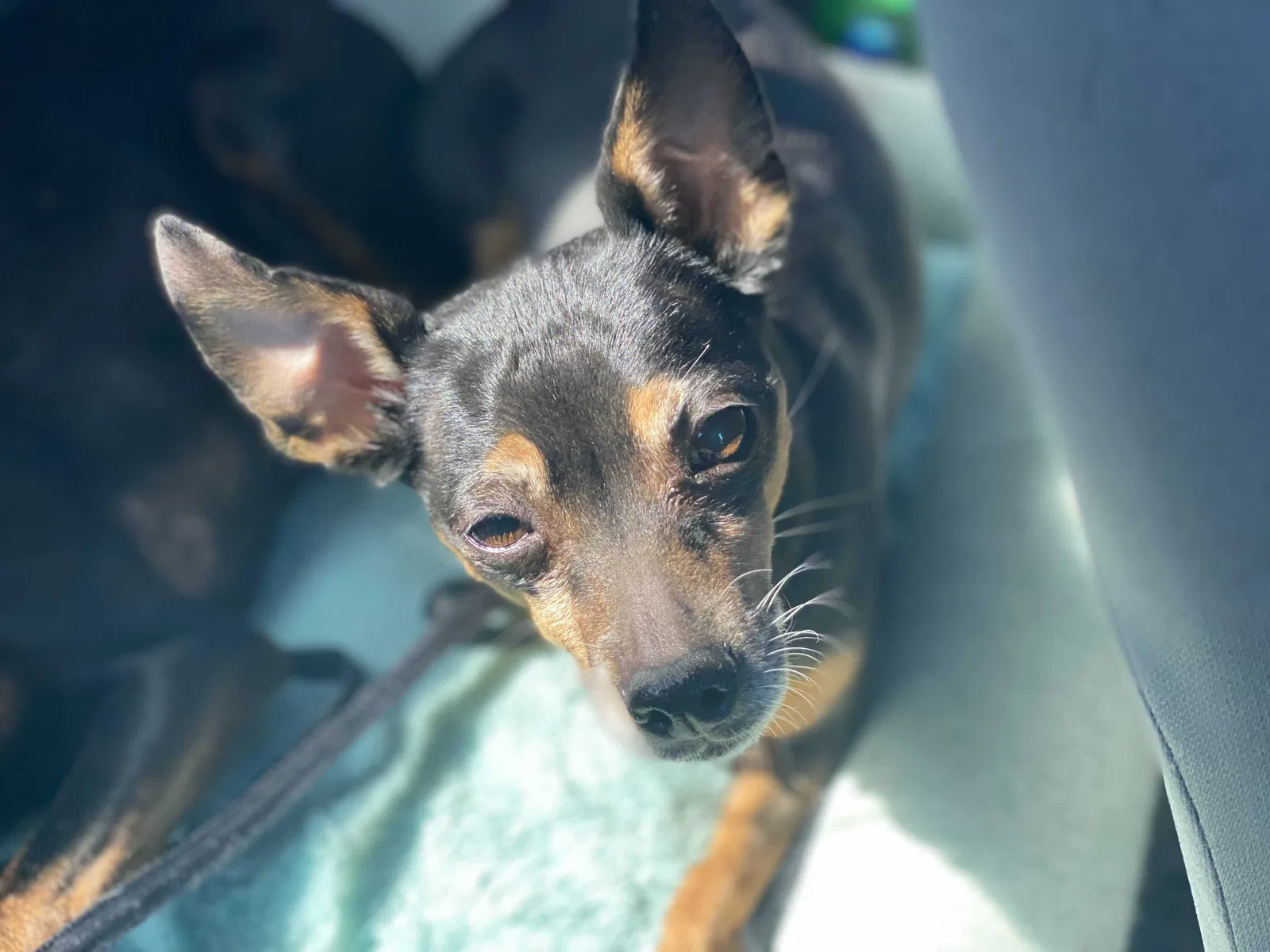 Lost dog in Rio Rancho, NM, 87144