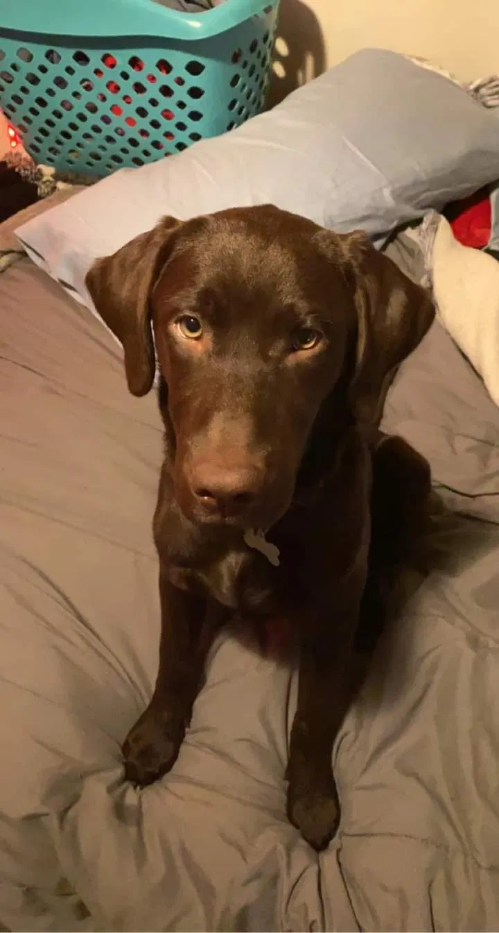 Lost dog in Graham, WA, 98338