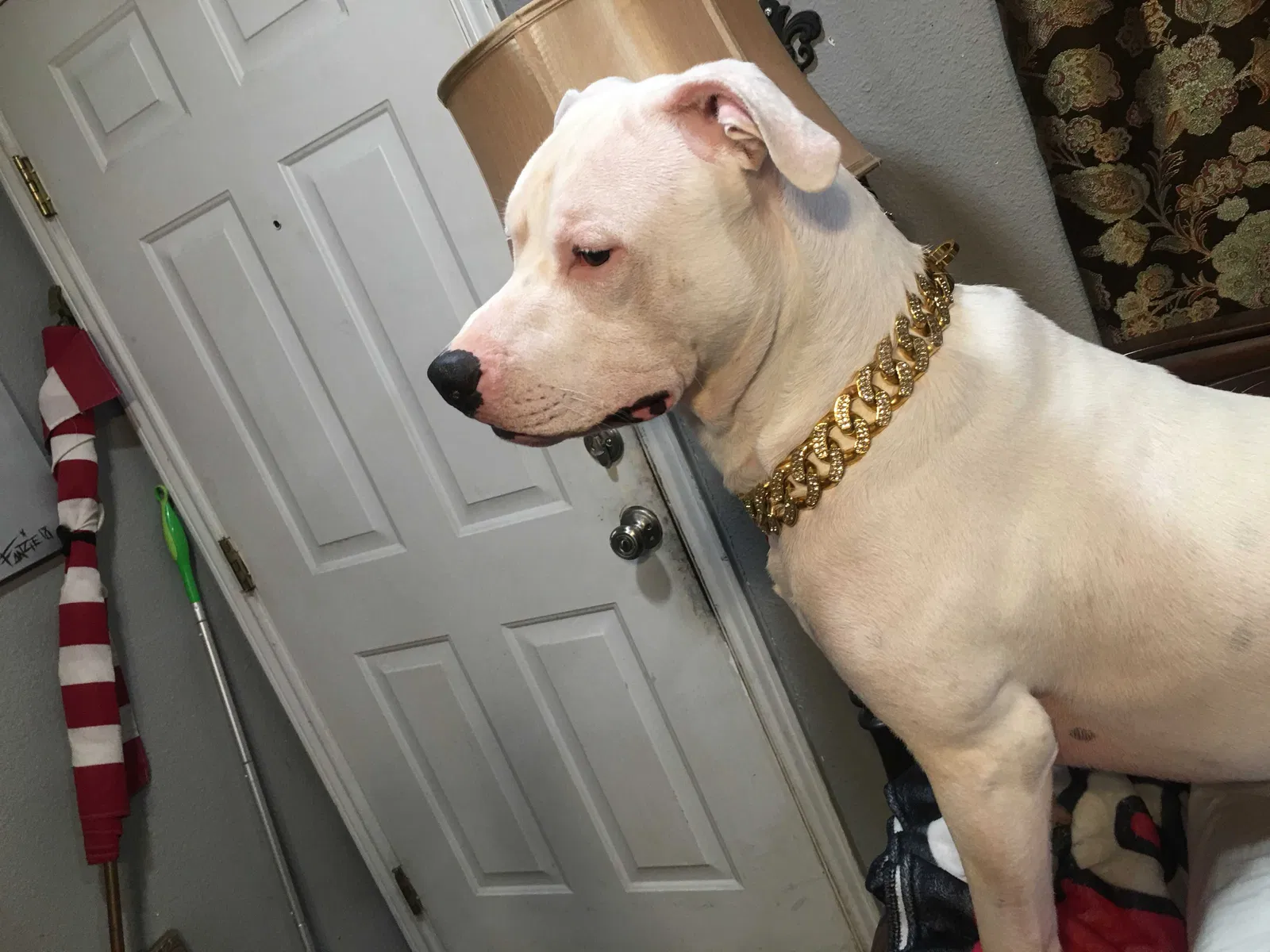 Lost dog in San Antonio, TX, 78221