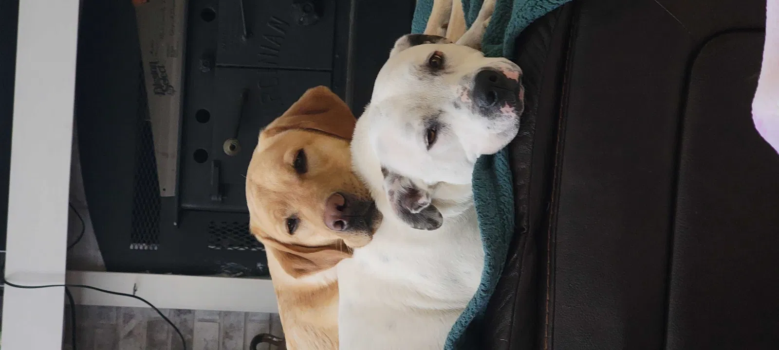 Lost dog in Summerfield, NC, 27358