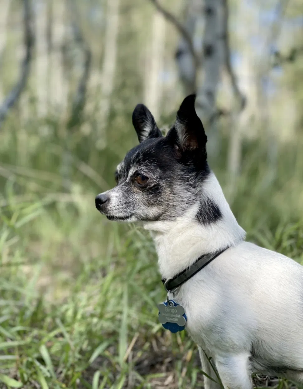 Lost dog in Mesa, AZ, 85213