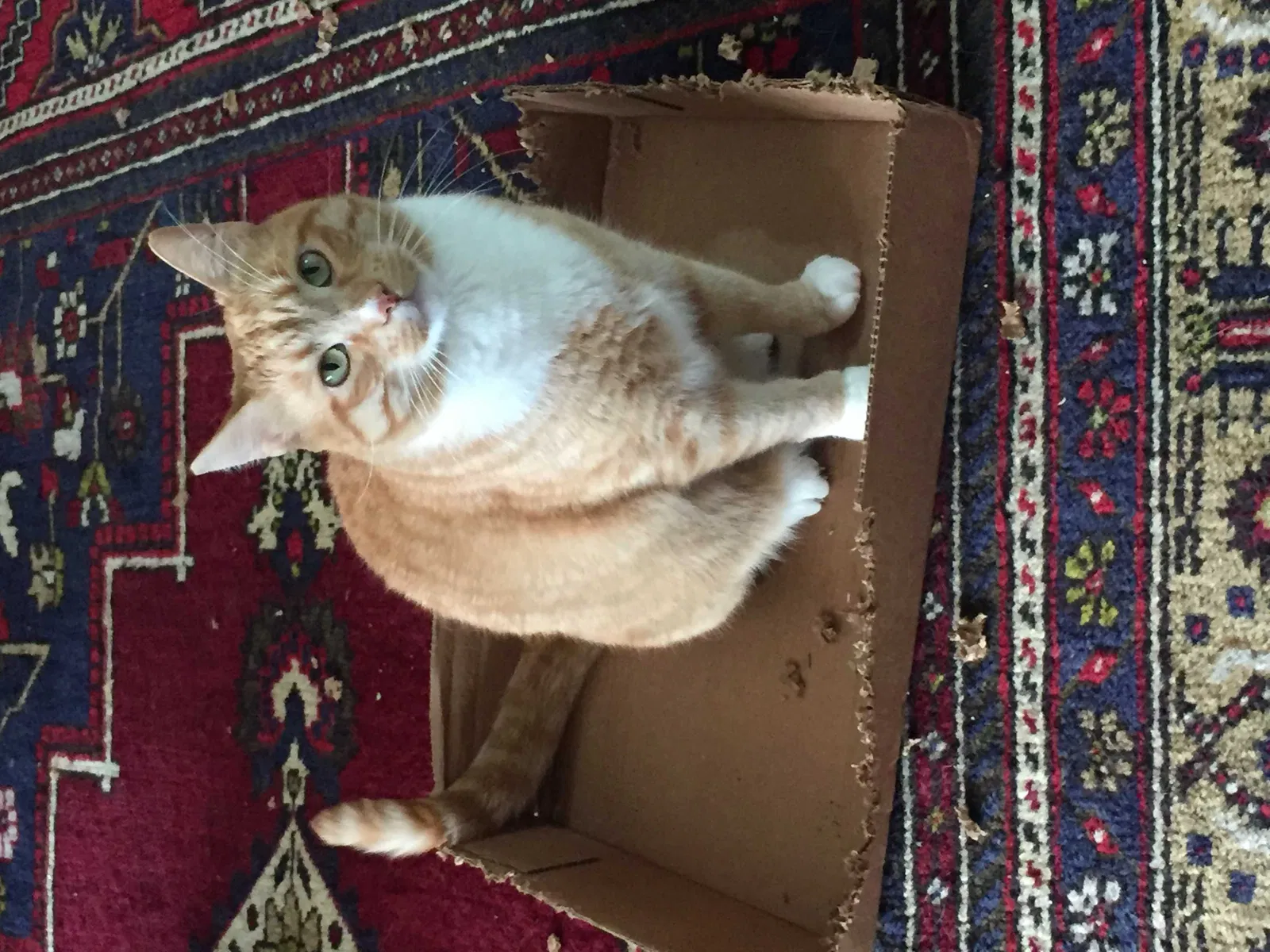 Lost cat in San Diego, CA, 92117