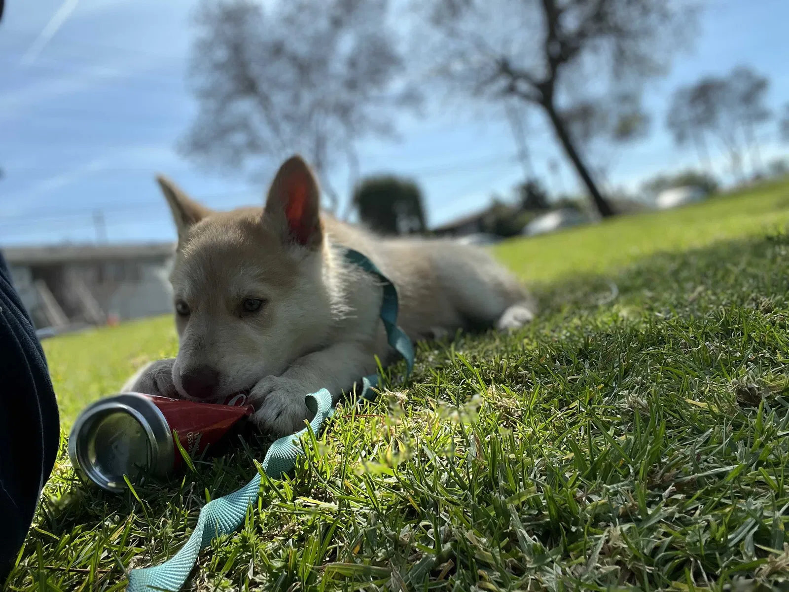 Lost dog in Los Angeles, CA, 90063