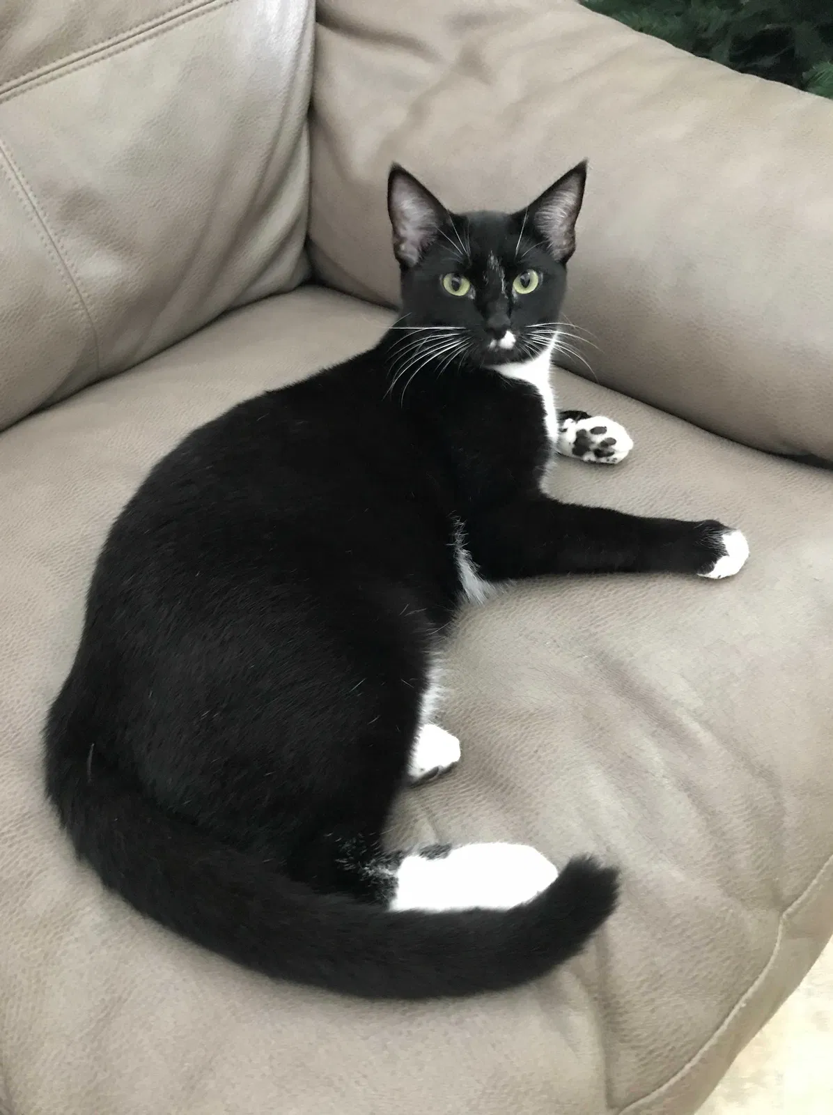 Lost cat in Orlando, FL, 32832