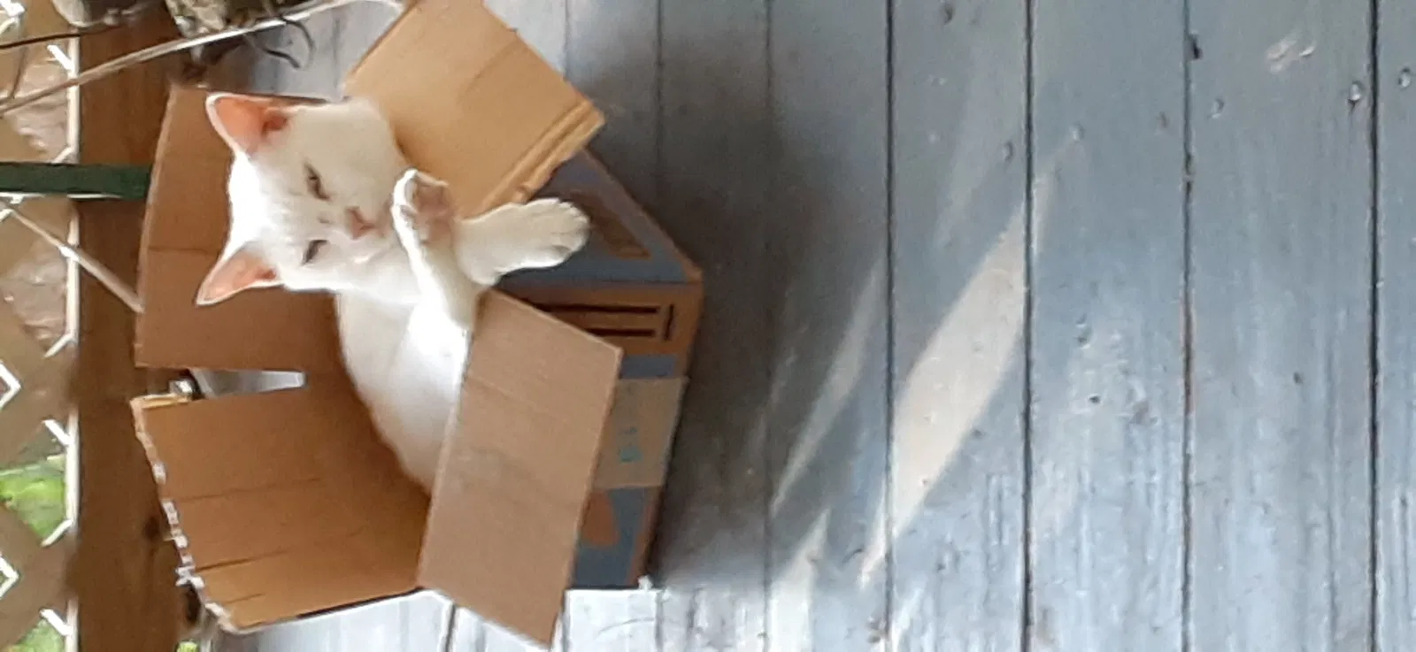 Lost cat in Havana, FL, 32333