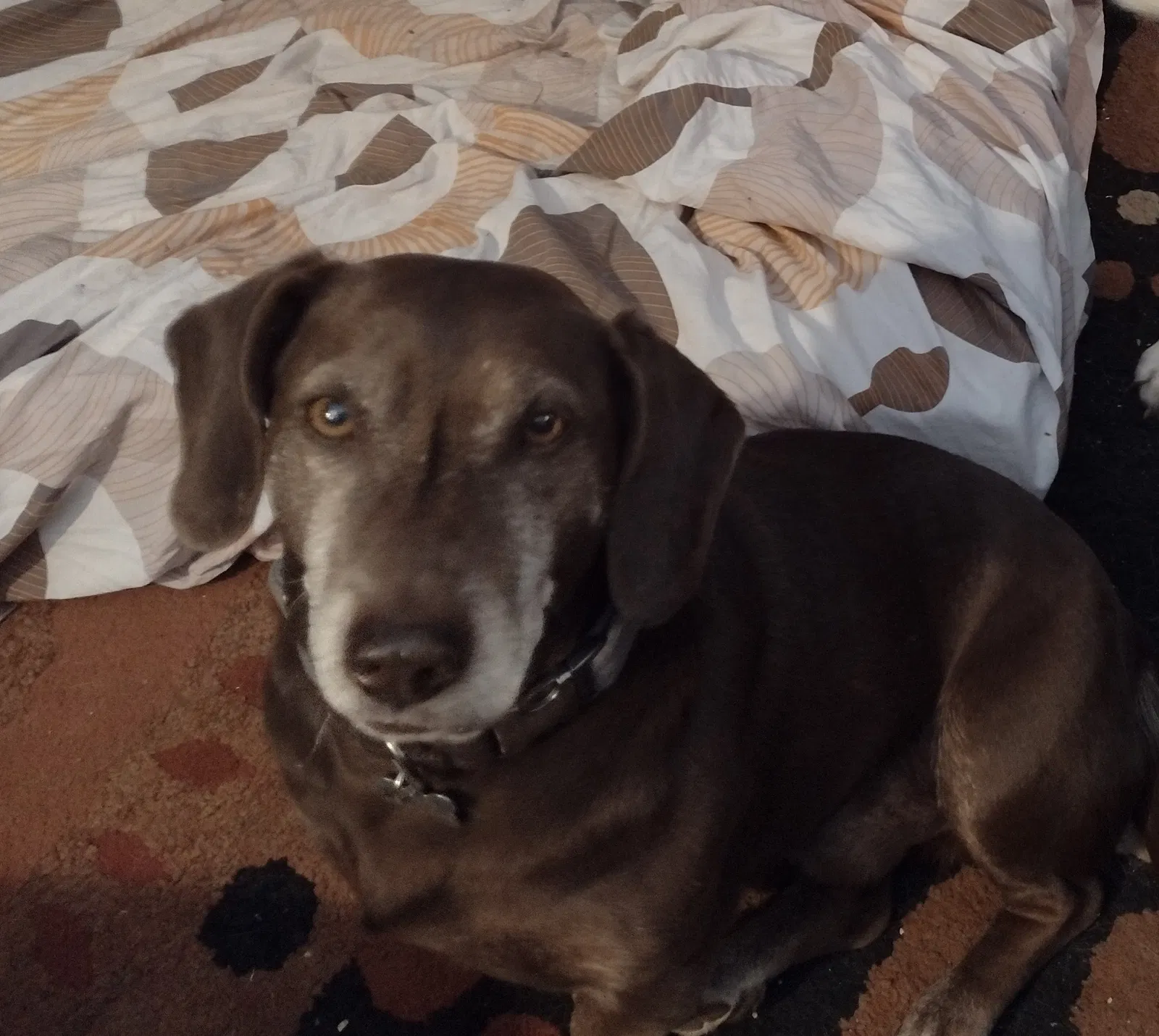 Lost dog in Powhatan, VA, 23139
