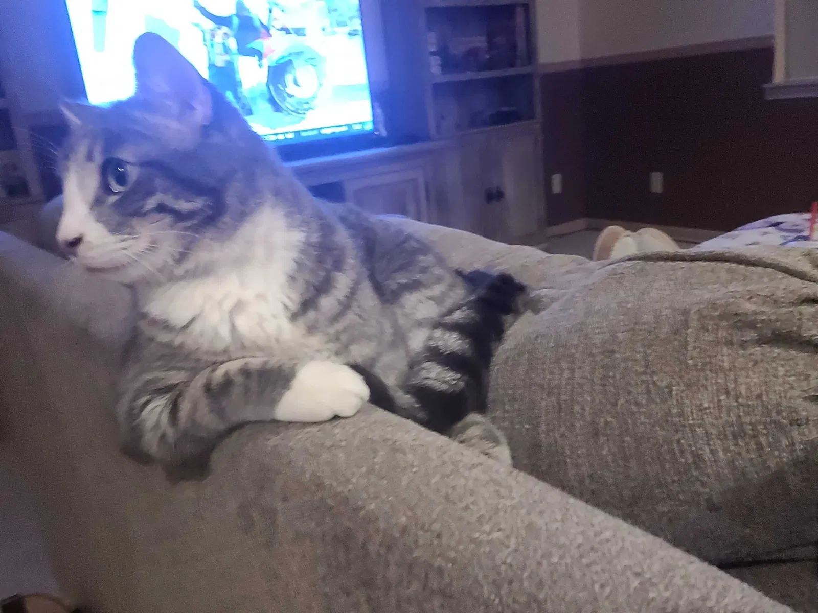 Lost cat in Spokane, WA, 99206