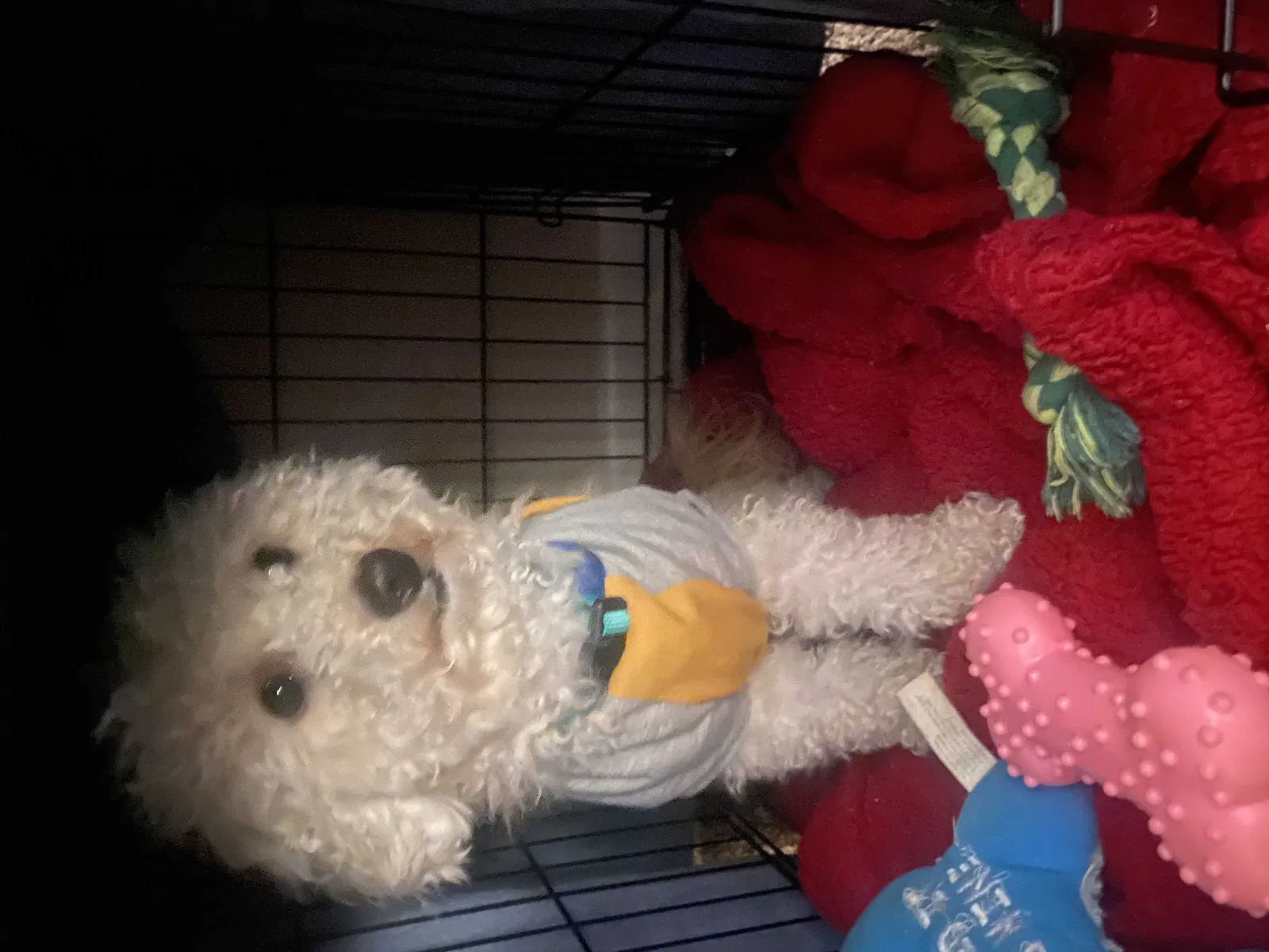Lost dog in Tampa, FL, 33637