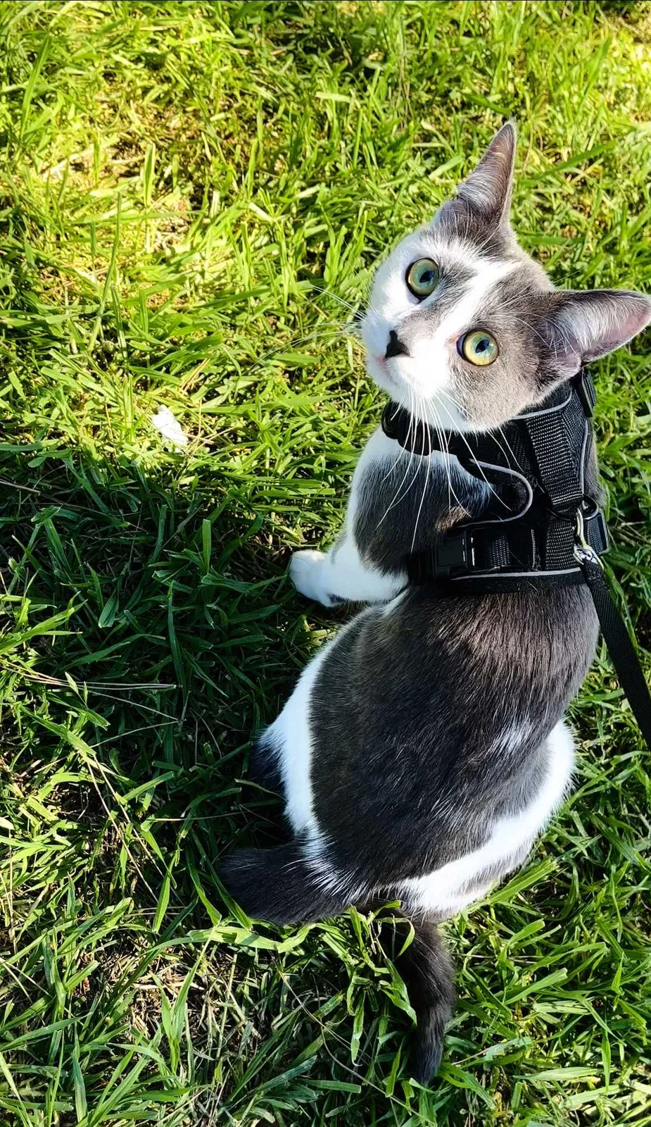 Lost cat in Escondido, CA, 92026