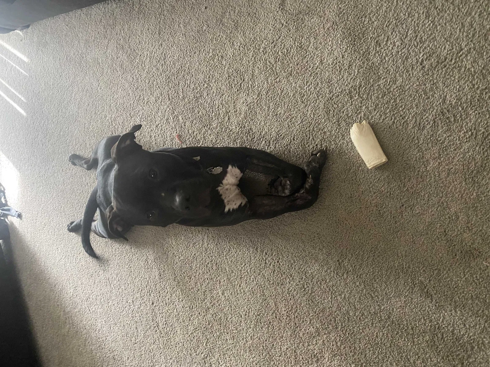 Lost dog in Murfreesboro, TN, 37130
