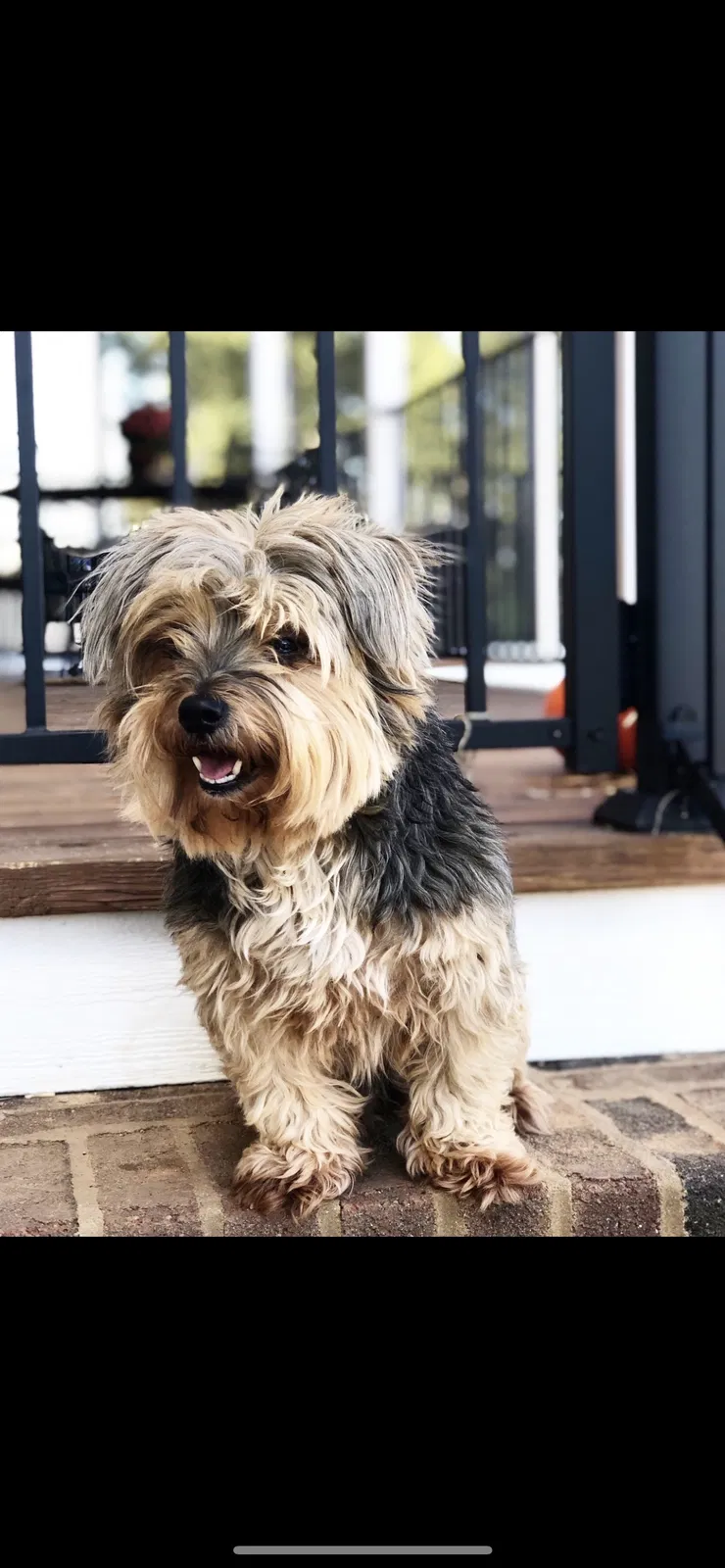 Lost dog in Newberry, SC, 29108