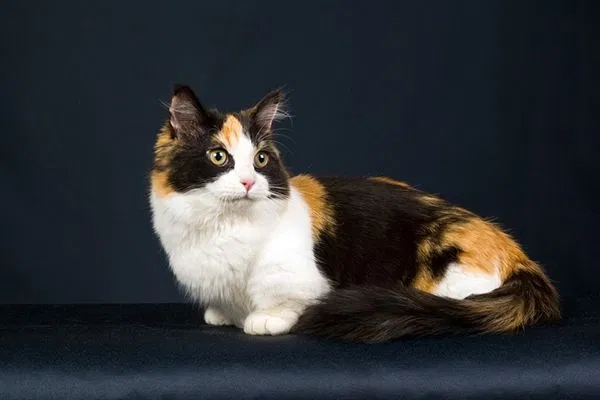 Lost cat in Fort Polk, LA, 71459