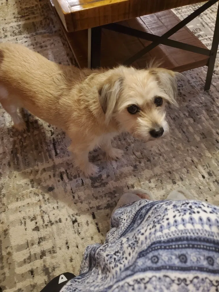 Lost dog in Livingston, TX, 77351