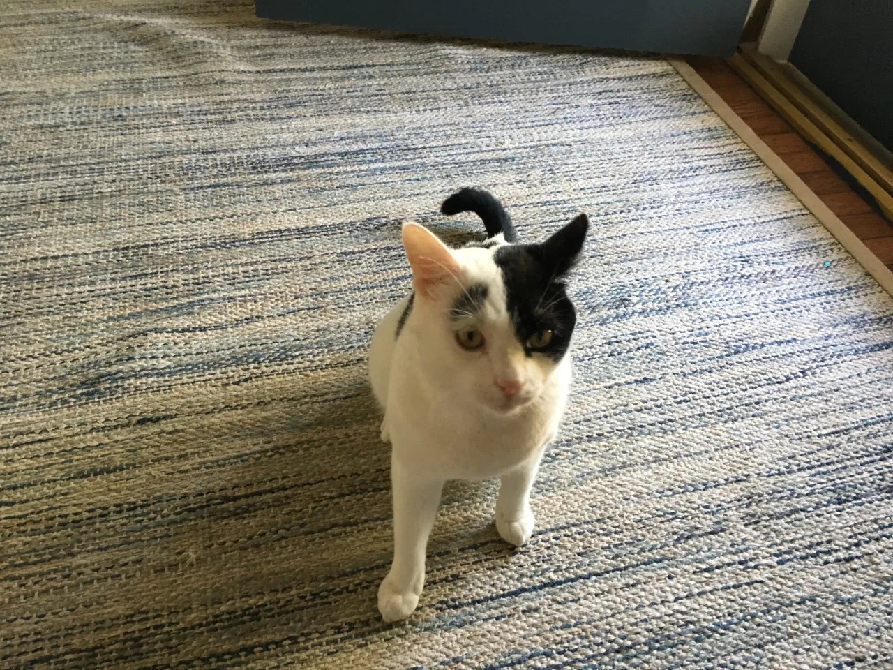 Lost cat in Houston, TX, 77005