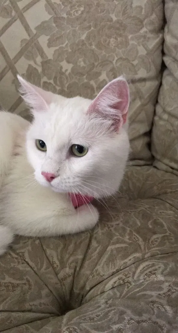Lost cat in Granbury, TX, 76048
