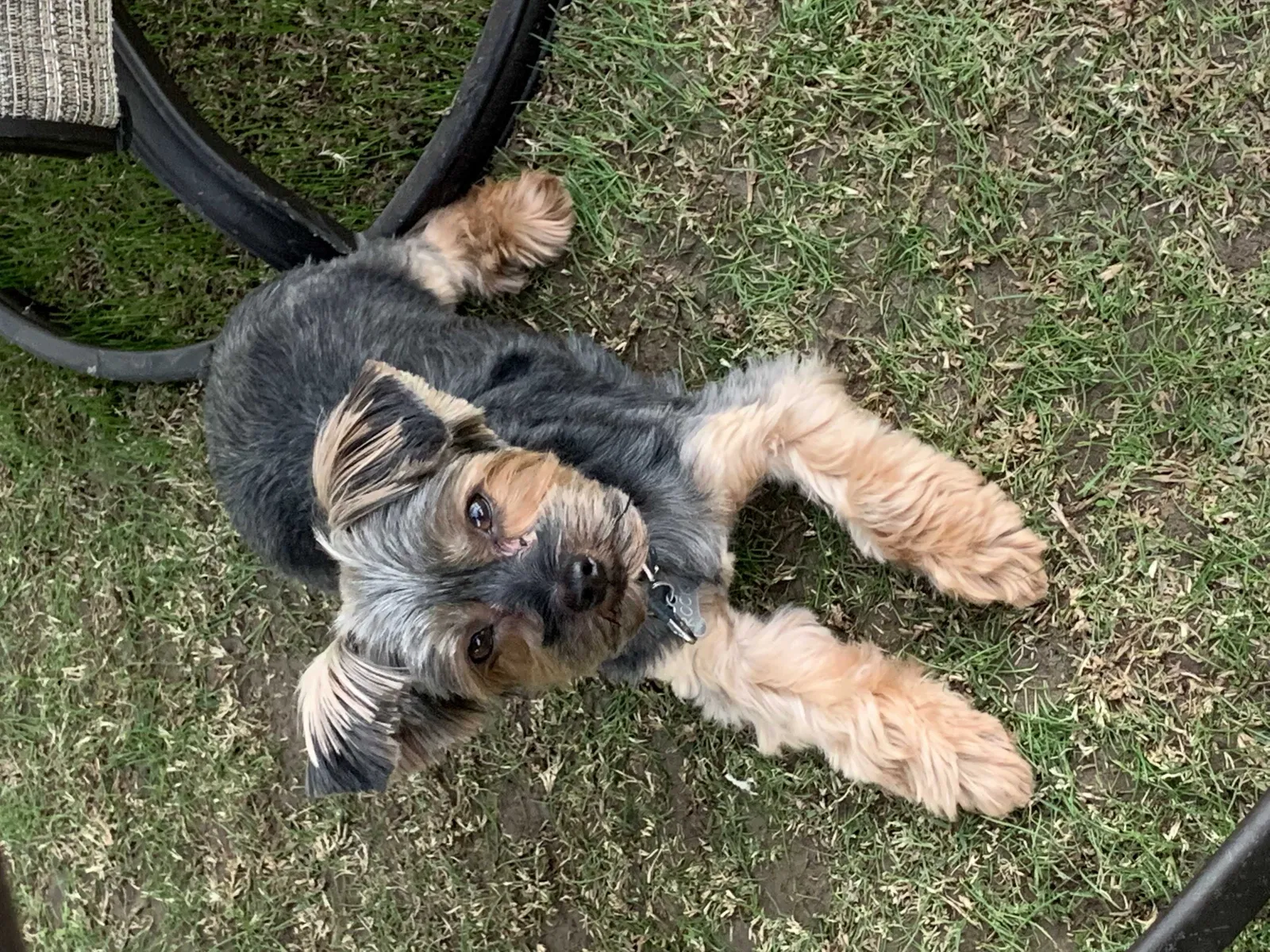 Lost dog in Bakersfield, CA, 93308