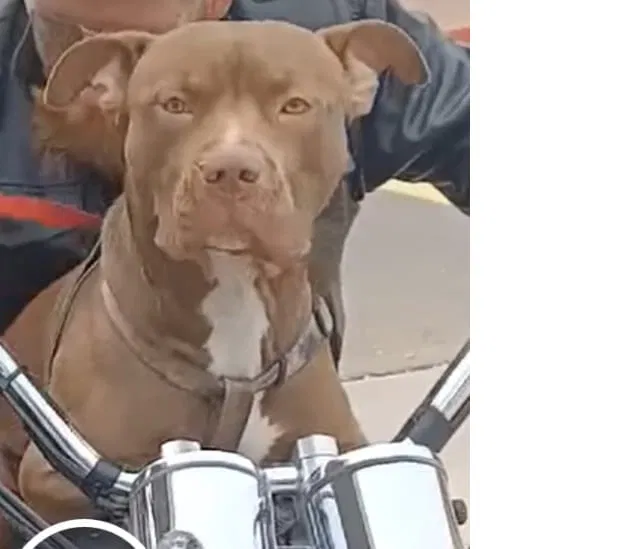 Lost dog in Phoenix, AZ, 85051