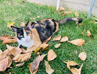Lost cat in Glendora, CA, 91741