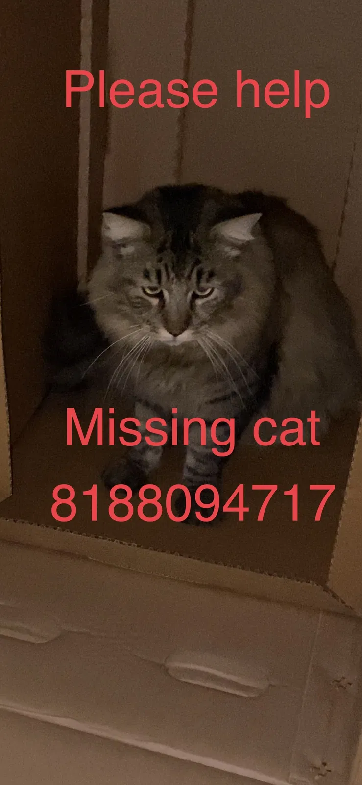 Lost cat in Van Nuys, CA, 91406
