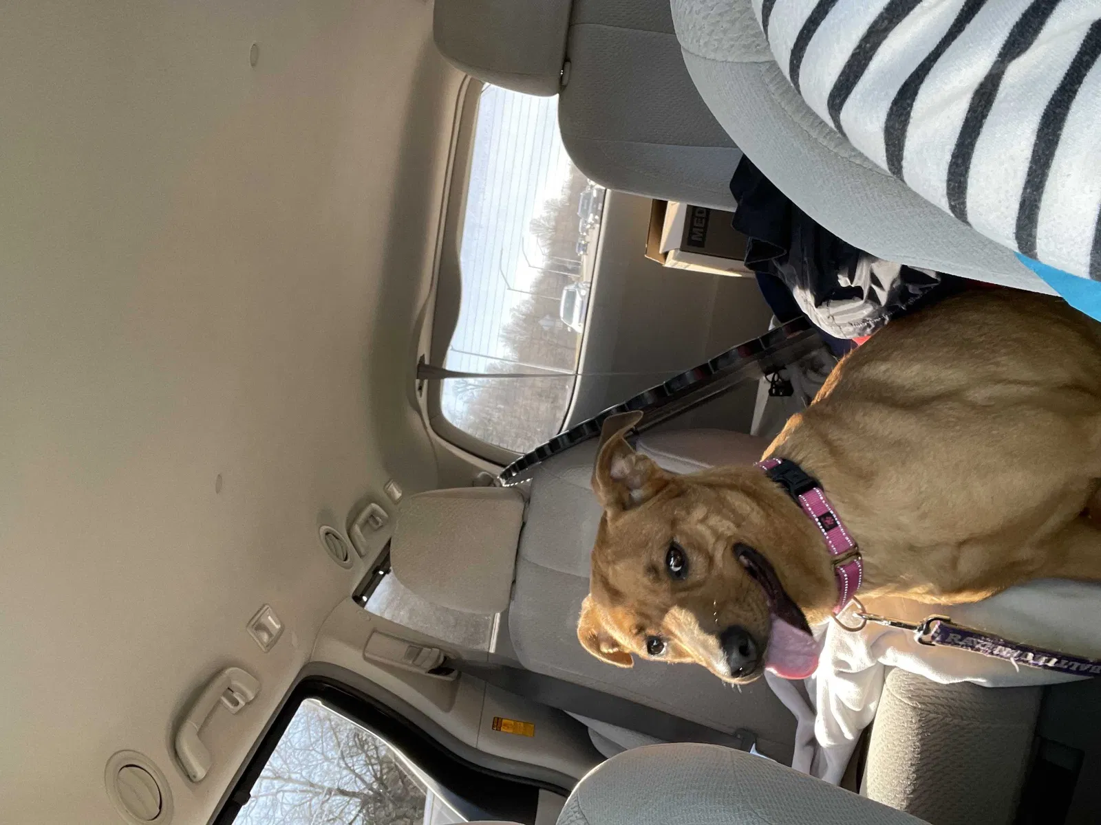 Lost dog in Pikesville, MD, 21208