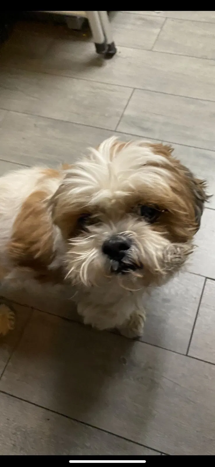 Lost dog in Las Vegas, NV, 89147