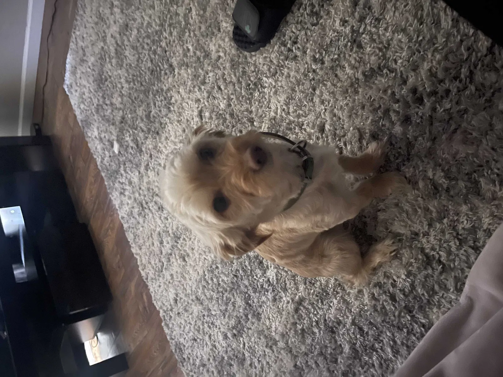 Lost dog in Memphis, TN, 38135