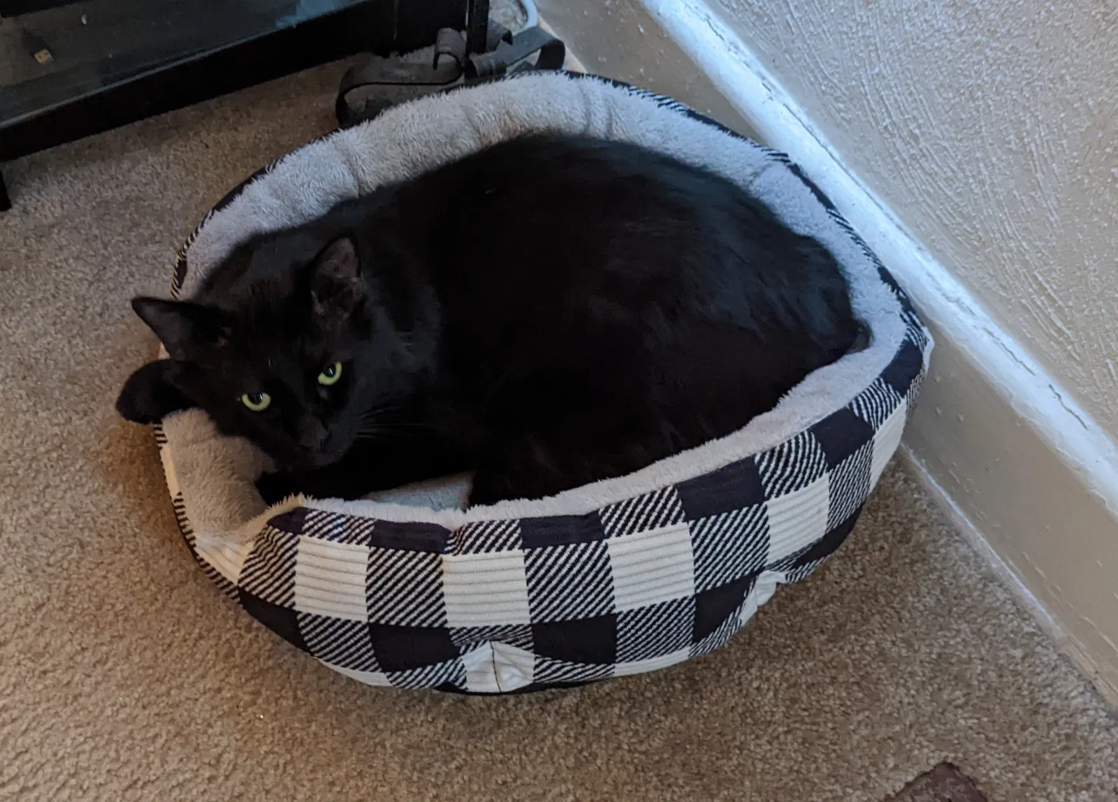 Lost cat in Virginia Beach, VA, 23462