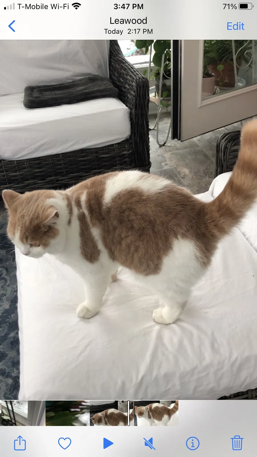 Lost cat in Leawood, KS, 66206