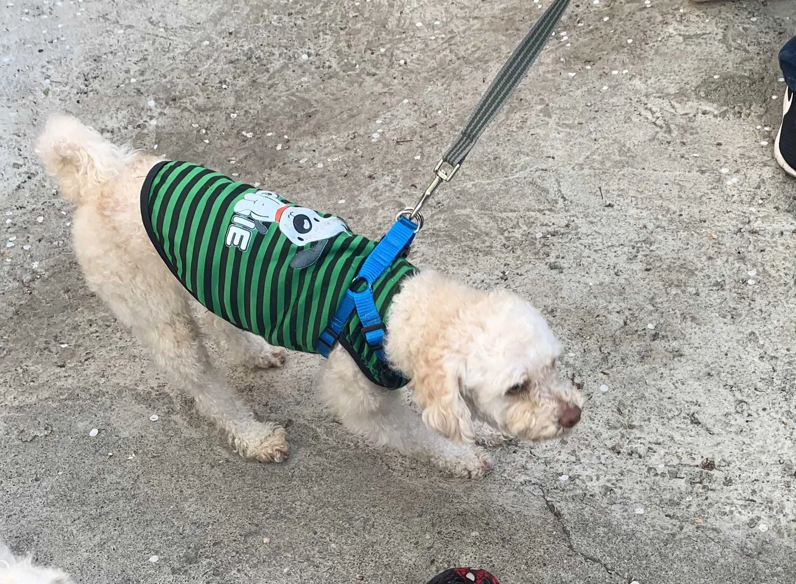 Lost dog in Sacramento, CA, 95815