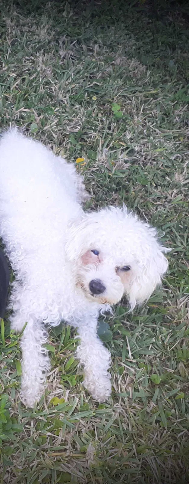 Lost dog in Vero Beach, FL, 32962